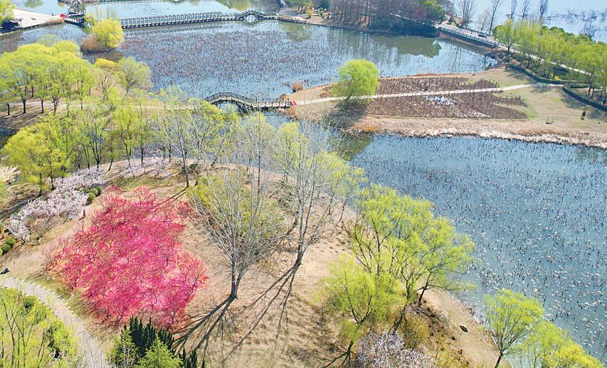 春色满园.jpg