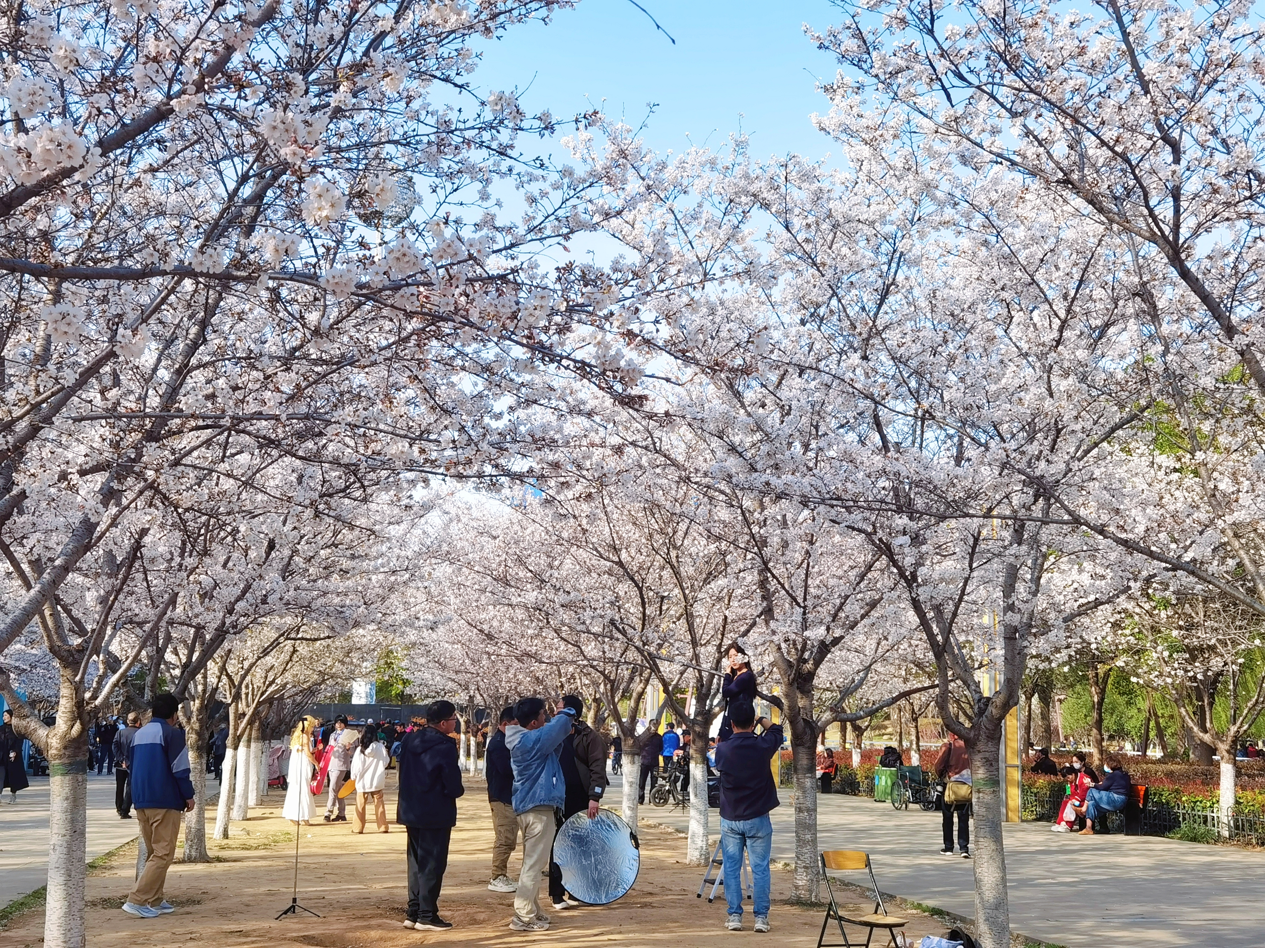 樱花.jpg